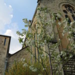 Easter blossom by the East window