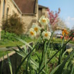 Daffodils with the church in the background